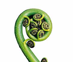 koru